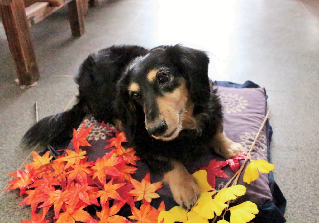 四国運輸局指定工場で車検 整備も安心してお受けいただけます 香川県で遊ぶ 香川県を知る グルメ イベント 観光 新店情報はタウン情報誌ナイス タウン